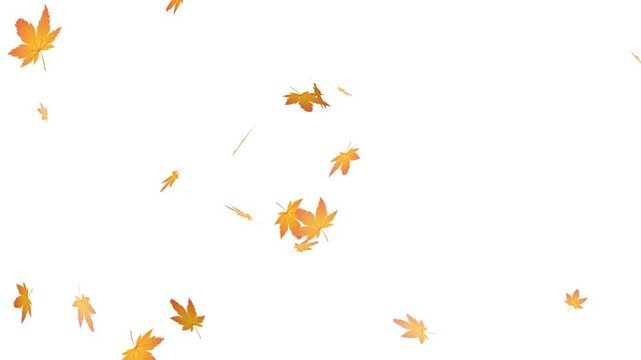 falling autumn leaves background overlay, realistic autumn maple leaves falling animation loop with alpha channel.