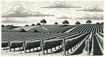 Obraz premium Vintage Engraving Style Vineyard Landscape with Rolling Hills and Grapevine Rows in Black and White