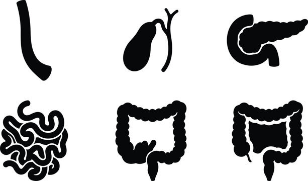 Human digestive system organs black silhouette icon set for medical and educational design