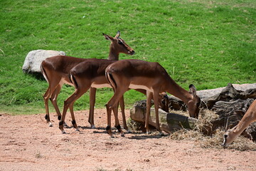 impalas feeding in zoo enclosure, group of impalas feeding in a zoo enclosure. elegant african antelopes grazing in a naturalistic habitat, showcasing wildlife conservation and animal behavior. © Галина Миронюк