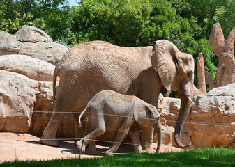 Naklejka premium african elephant mother and calf in valencia zoo, african elephant mother walking with her calf at valencia in spain. family wildlife scene in a modern zoo focused on conservation, education and enda