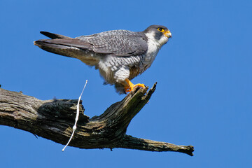 青空で糞をするハヤブサ(Peregrine Falcon) © 水玉模様