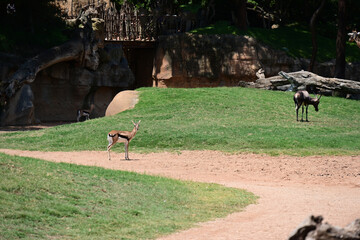 impalas feeding in zoo enclosure, group of impalas feeding in a zoo enclosure. elegant african antelopes grazing in a naturalistic habitat, showcasing wildlife conservation and animal behavior. © Галина Миронюк