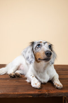 Spotted white grey tan merle dachshund dog portrait on tan background