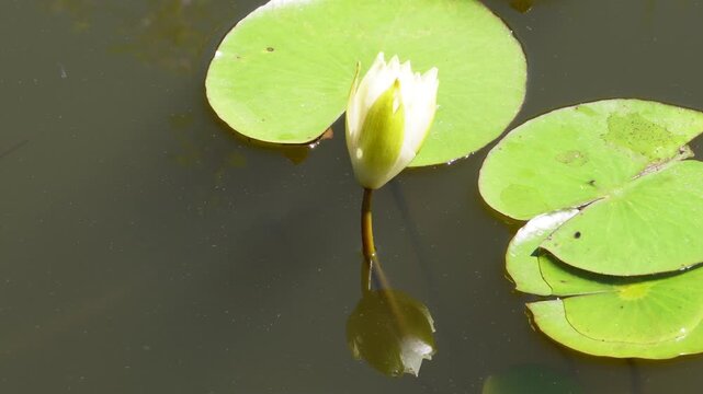 池の水面に映る白い睡蓮の蕾と緑の葉の静かな風景