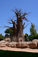 baobab tree in zoo african habitat, majestic baobab tree standing in an african themed zoo habitat. iconic tropical tree with a massive trunk and bare branches under a clear blue sky. © Галина Миронюк