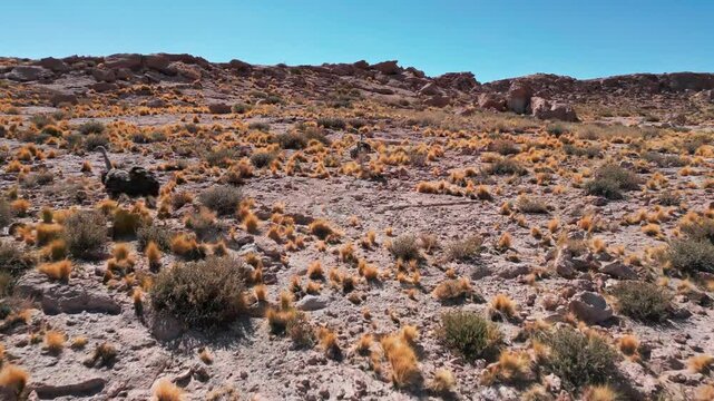 Aerial view of a rhea bird running through the arid rocky desert landscape.
