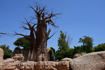 baobab tree in zoo african habitat, majestic baobab tree standing in an african themed zoo habitat. iconic tropical tree with a massive trunk and bare branches under a clear blue sky. © Галина Миронюк