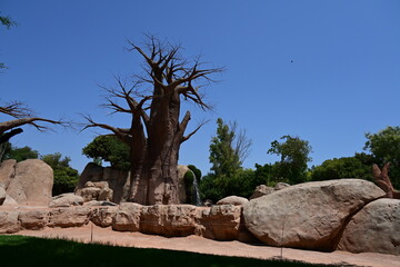 baobab tree in zoo african habitat, majestic baobab tree standing in an african themed zoo habitat. iconic tropical tree with a massive trunk and bare branches under a clear blue sky. © Галина Миронюк