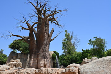 baobab tree in zoo african habitat, majestic baobab tree standing in an african themed zoo habitat. iconic tropical tree with a massive trunk and bare branches under a clear blue sky. © Галина Миронюк