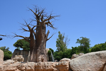 baobab tree in zoo african habitat, majestic baobab tree standing in an african themed zoo habitat. iconic tropical tree with a massive trunk and bare branches under a clear blue sky. © Галина Миронюк