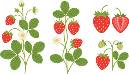 Fresh strawberry plant collection, ripe berry botanical illustration isolated vector for organic farming garden design © MdMajnur