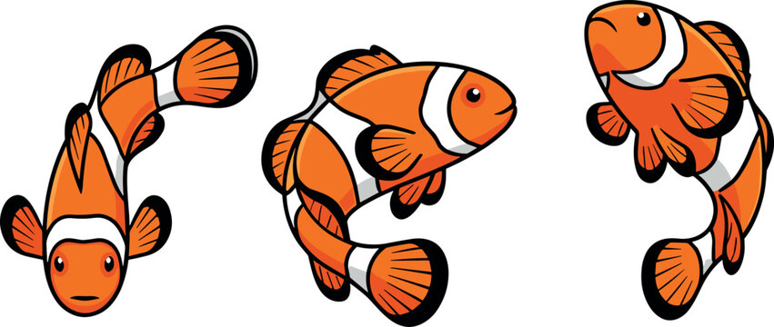 Cute clownfish sea orange anemone fish vector icon set in swimming poses isolated on white backgroundCute clownfish sea orange anemone fish vector icon set in swimming poses isolated on white backgrou