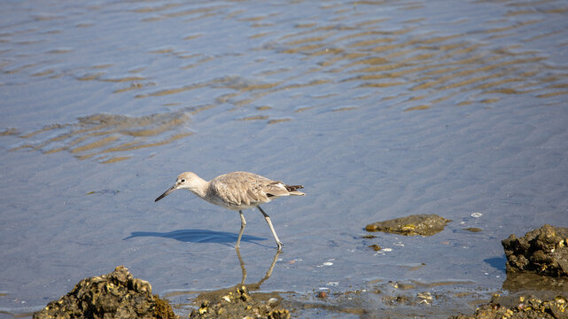 A wadding willed looking for food on the seashore.