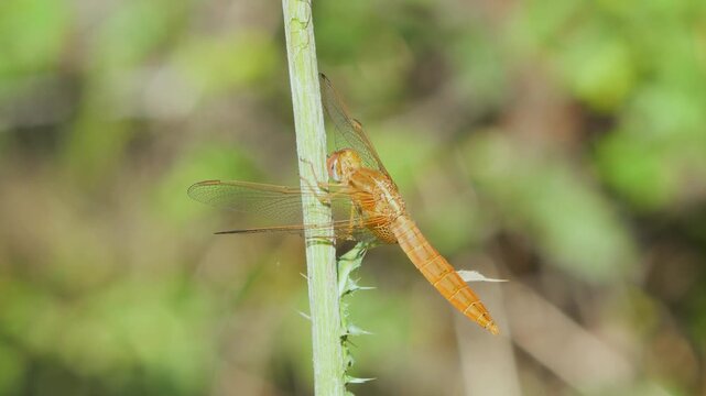Macro shot of an orange dragonfly perched on a green plant stem.
