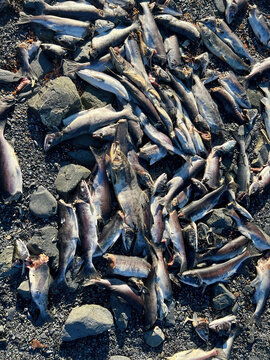 Dead fish on the ground in Valdez