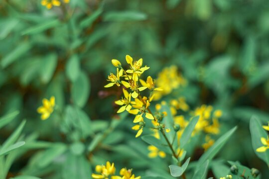 Close up of yellow Galphimia gracilis flowers blooming in the garden.