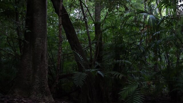 Parque Nacional Tikal Guatemala Peten, Ruinas Mayas 