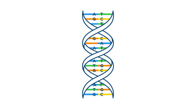 A detailed scientific diagram showing the double helix structure of human genetics and chromosomal code