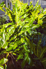 giant philodendron plant with dew drops in lush sunny australian backyard © faithie