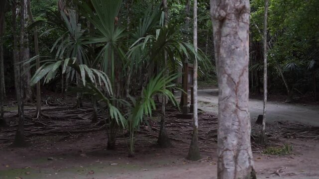 Parque Nacional Tikal Guatemala Peten, Ruinas Mayas 