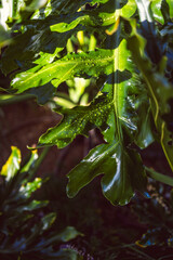 giant philodendron plant with dew drops in lush sunny australian backyard © faithie