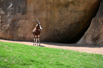 impalas feeding in zoo enclosure, group of impalas feeding in a zoo enclosure. elegant african antelopes grazing in a naturalistic habitat, showcasing wildlife conservation and animal behavior. © Галина Миронюк