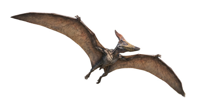 Flying pteranodon dinosaur realistic illustration isolated on white background