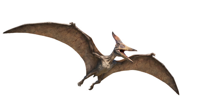 Realistic pteranodon flying dinosaur illustration isolated on a white background