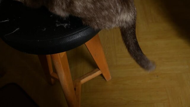 Cat Tail Swishing Playfully While Perched on Wooden Stool, Happy Feline Mood Close-Up