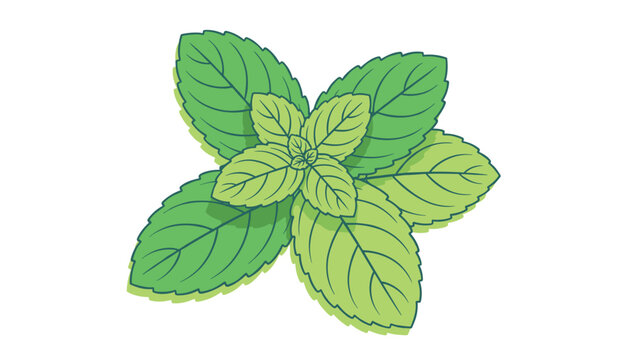 Fresh green mint leaves showing healthy herbal foliage viewed from above and isolated on a clean white background.