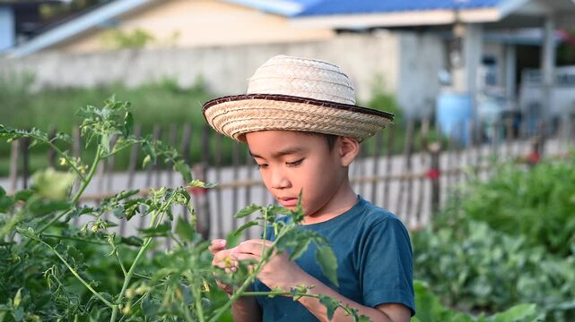 Asian little boy wearing straw hat inspecting green vegetable plant leaf in organic garden