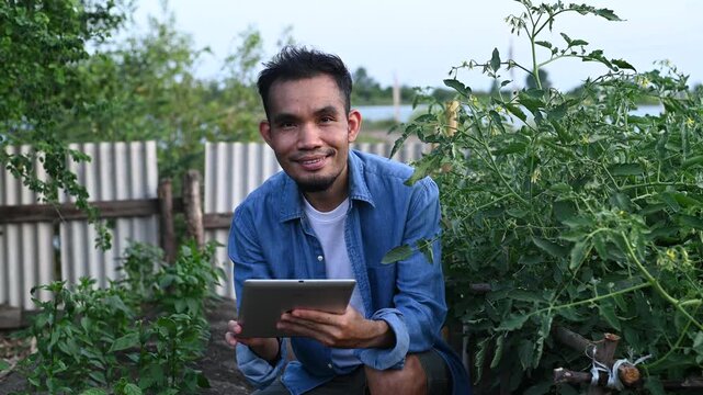 Asian smart farmer using digital tablet computer to check tomato plants in organic garden