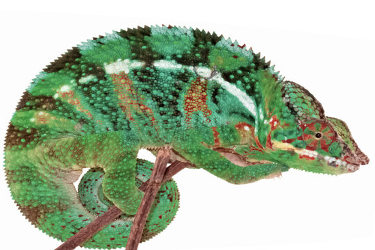 Cam&eacute;l&eacute;on vert de Madagascar 
