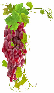 Grappe de raisin ros&eacute;