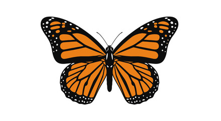 Monarch butterfly with orange and black patterned wings © stew