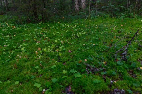 autumn in the forest