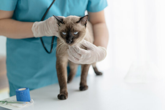 veterinarian conducts a cat health check in a professional vet clinic