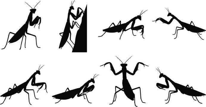 Praying mantis silhouette collection featuring various insect poses including standing climbing and defensive stance