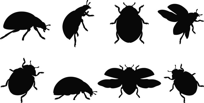 Ladybug silhouette collection featuring ladybird beetles crawling standing flying and open wings poses