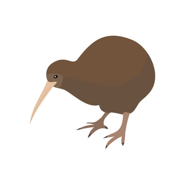 Flat Kiwi Bird Illustration for New Zealand Wildlife and Mascot Design