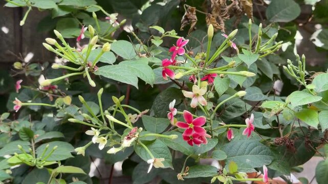 Rangoon creeper plant