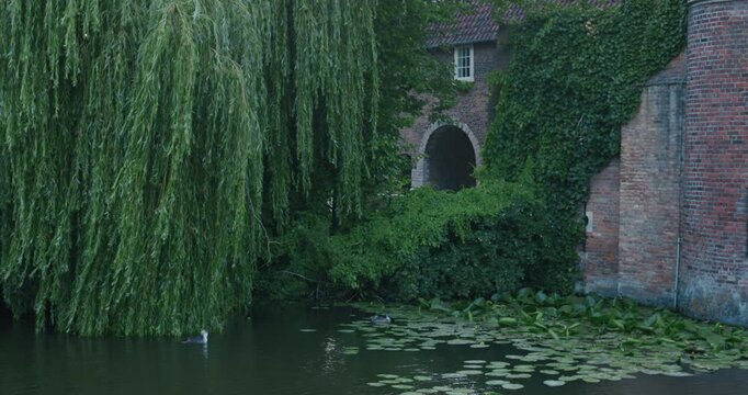 Lush green weeping willow branches frame serene water surface with floating lily pads and ducks swimming