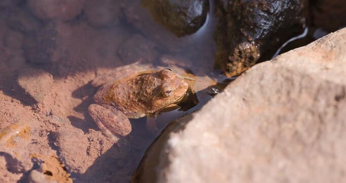 Well camouflaged Skittering Frog in trickling water; slow motion stream macro ambush sequence