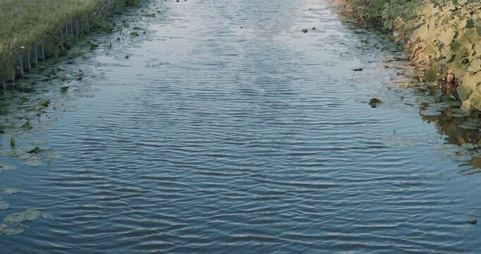 calm water surface ripples sunlight reflections aquatic plants greenery forest natural serene peaceful river lake landscape view view scenery water body stream