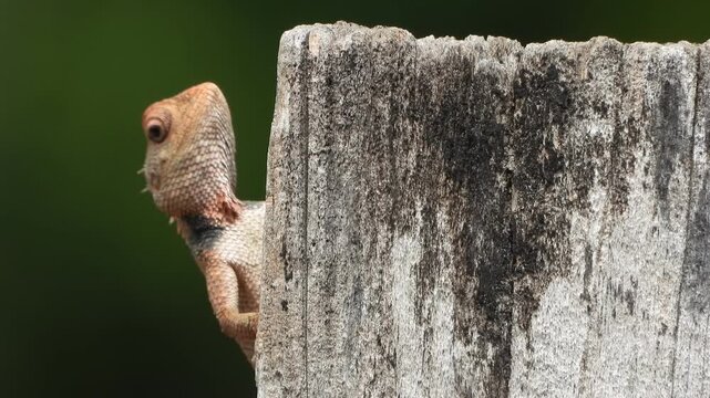 Small Beautiful lizard looking in camera eye .