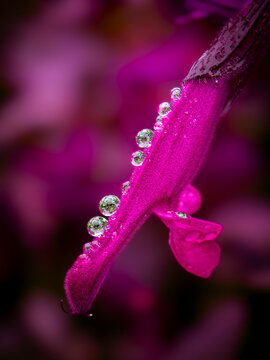 Salvia flower with raindrops in macro 