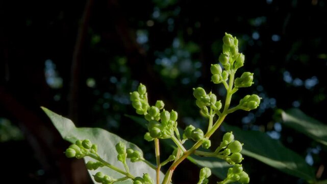 Green Clusters Of Lagerstroemia (crepe myrtle) Buds Growing At The Tips Of New Branches Of The Plant. Pan Right Shot