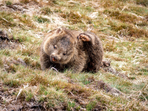 A Wombat scratching in the grass 