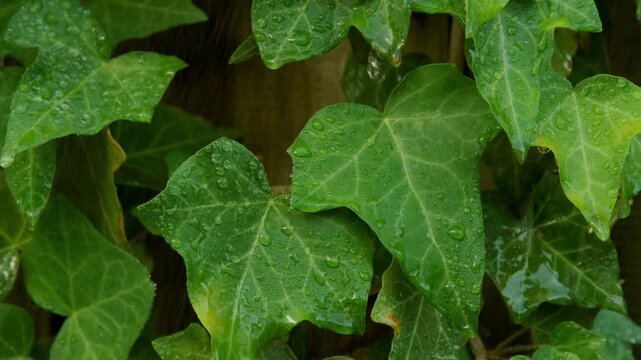 English Ivy Leaves During Rain With Wet Green Foliage And Water Droplets. Close-up Shot